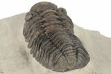 Morocops Trilobite - Foum Zguid, Morocco #189753-5